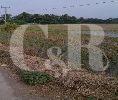 DIJUAL : Tanah dengan Luas 8000m2 di Cilebar, Karawang
